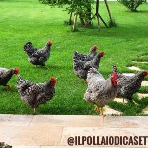 tuttosullegalline|Allevatori galline Ovaiole e galline Ornamentali